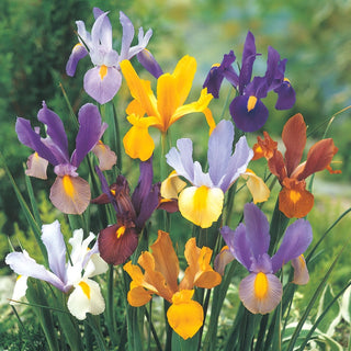 Dutch Iris Mixture Seeds